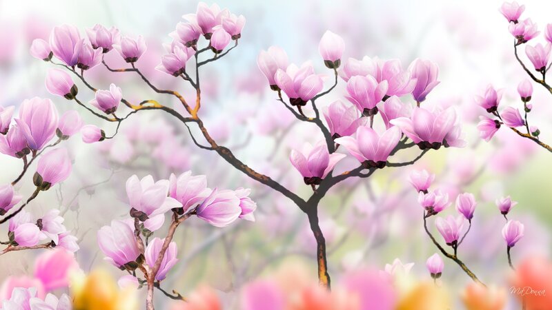 Pink Magnolia Blossoms — Serene, Spring, Digital Art, Branches