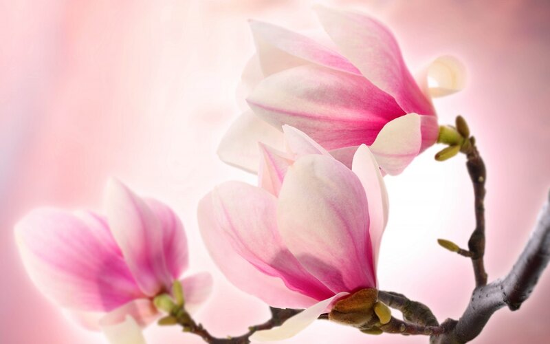 Pink Magnolia Blossoms — Serene, Spring, Photograph, Branch, Blossom