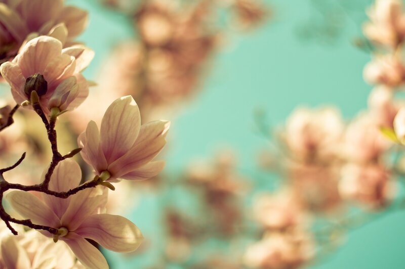 Pink Magnolia Blossoms — Serene, Spring, Photograph, Branch, Sky, Teal