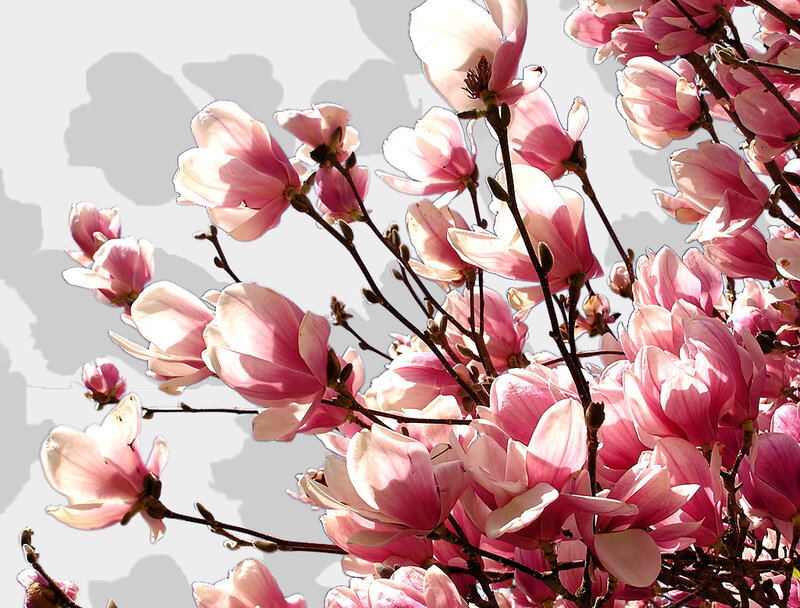 Pink Magnolia Blossoms — Serene, Spring, Photograph, Branches, Buds