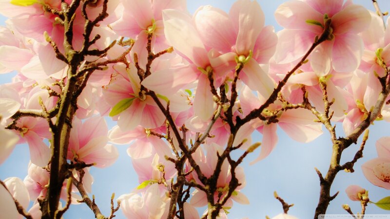 Pink Magnolia Blossoms — Serene, Spring, Photograph, Branches, Sky, Buds, Blue