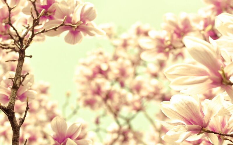 Pink Magnolia Blossoms — Serene, Spring, Photograph, Branches, Sky