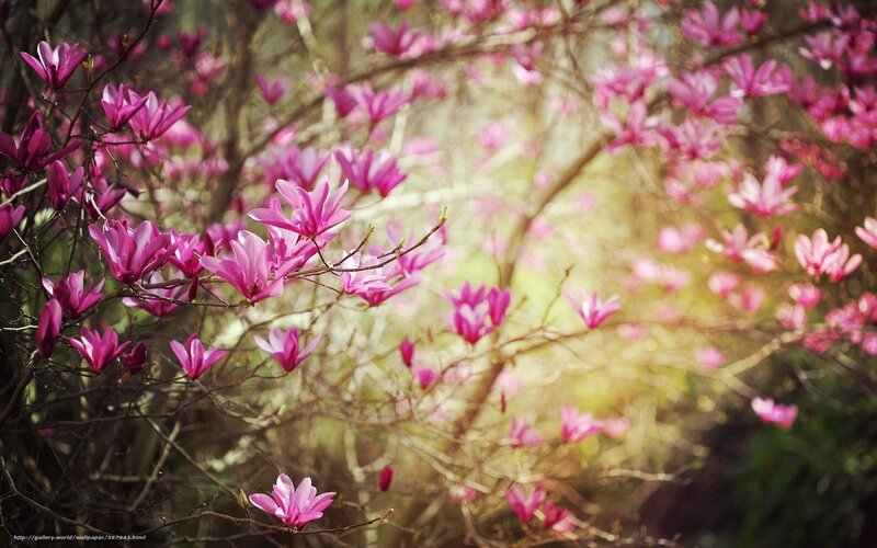 Pink Magnolia Blossoms — Serene, Spring, Photograph, Branches, Sunlight, Bloom