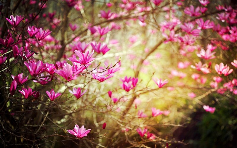 Pink Magnolia Blossoms — Serene, Spring, Photograph, Branches, Sunlight