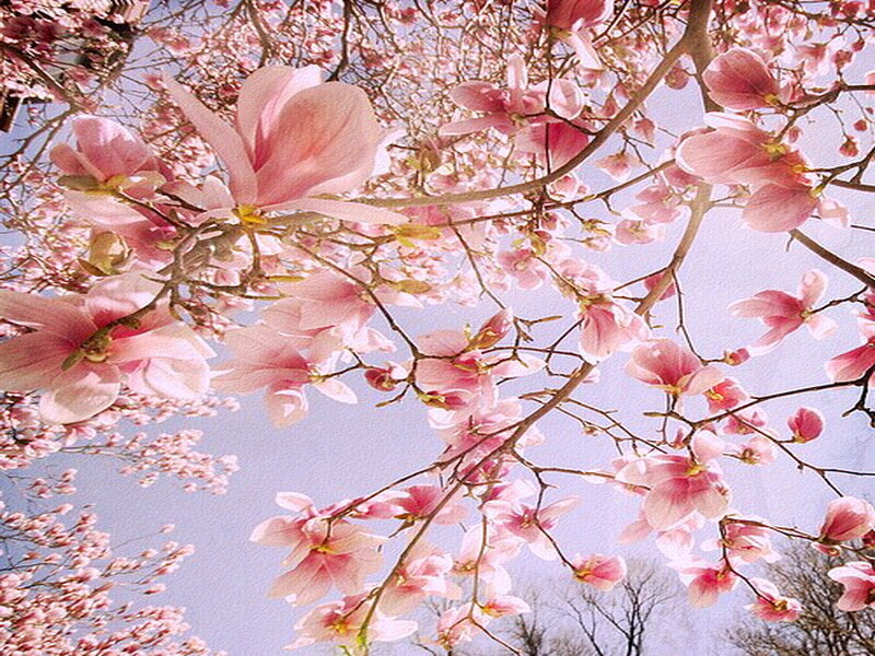Pink Magnolia Blossoms — Serene, Spring, Photograph, Branches