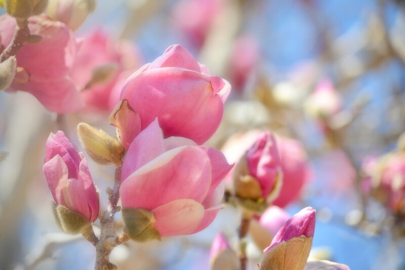 Pink Magnolia Blossoms — Serene, Spring, Photograph, Buds