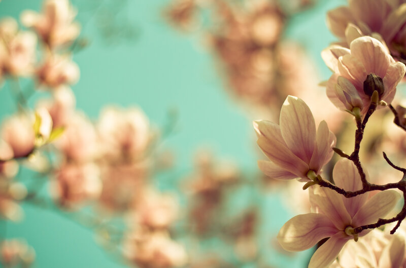 Pink Magnolia Blossoms — Serene, Spring, Photograph, Flowers, Branch