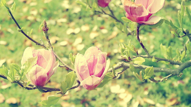 Pink Magnolia Blossoms — Serene, Spring, Photograph, Flowers, Branches, Leaves