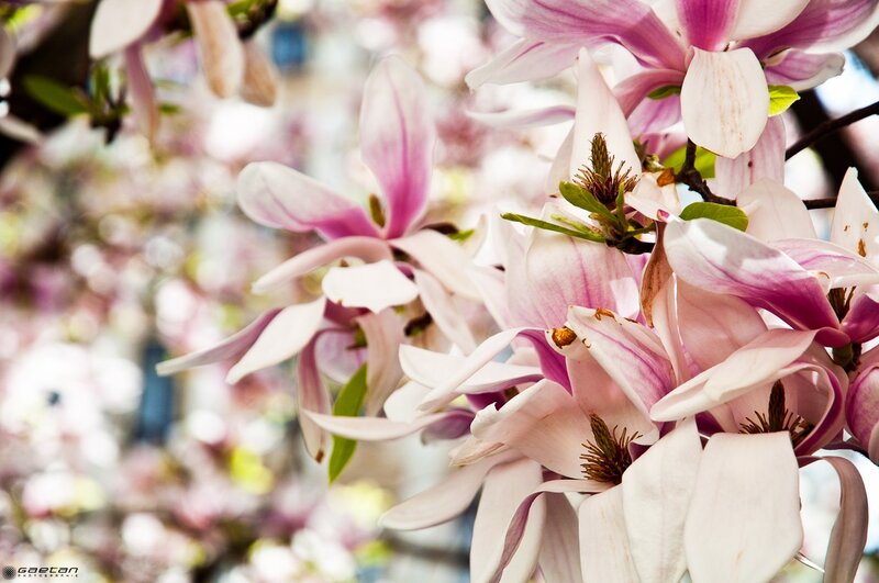 Pink Magnolia Blossoms — Serene, Spring, Photograph, Flowers, Buds, Leaves