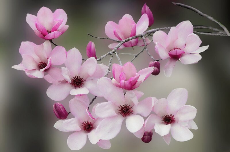 Pink Magnolia Blossoms — Serene, Spring, Photograph, Flowers, Buds