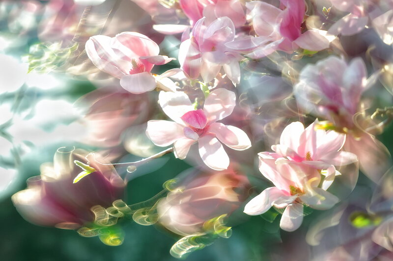 Pink Magnolia Blossoms — Serene, Spring, Photograph, Flowers, Leaves, Sunlight
