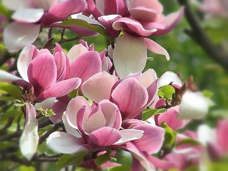 Pink Magnolia Blossoms — Serene, Spring, Photograph, Flowers, Leaves