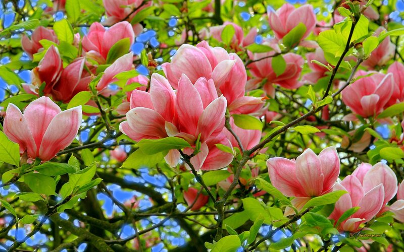 Pink Magnolia Blossoms — Serene, Spring, Photograph, Green Leaves, Branches