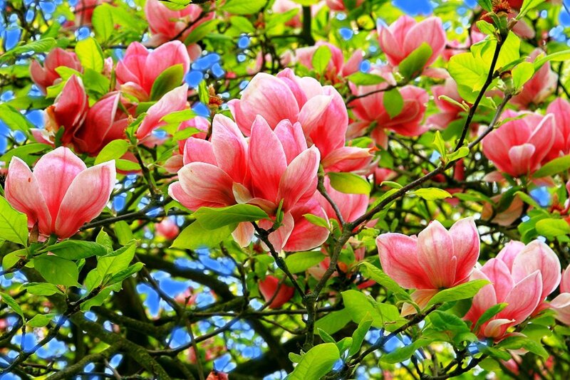 Pink Magnolia Blossoms — Serene, Spring, Photograph, Green Leaves