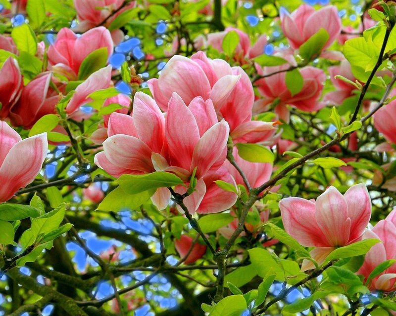 Pink Magnolia Blossoms — Serene, Spring, Photograph, Green Leaves, Tree Branches, Blue Sky