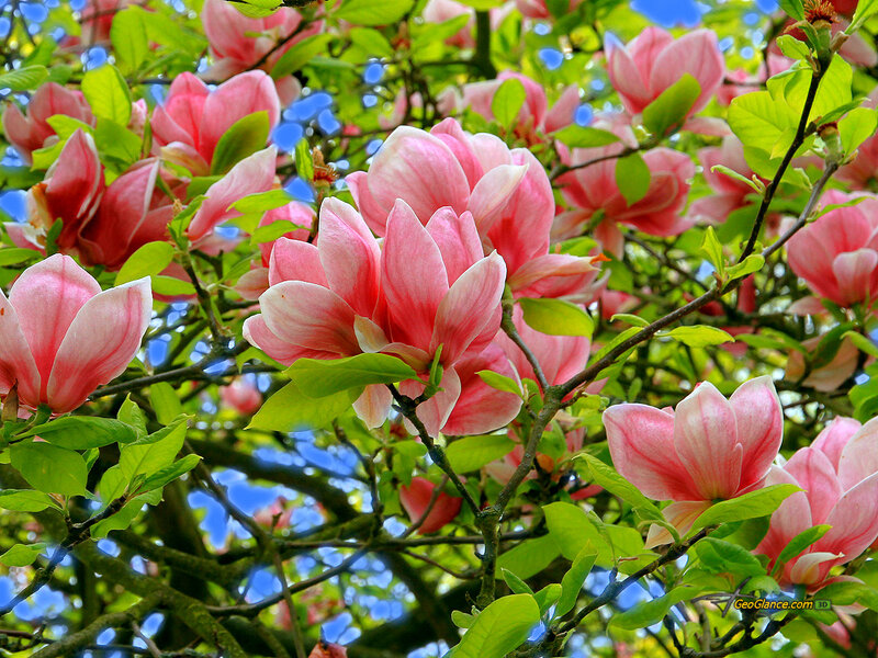 Pink Magnolia Blossoms — Serene, Spring, Photograph, Green Leaves, Tree Branches