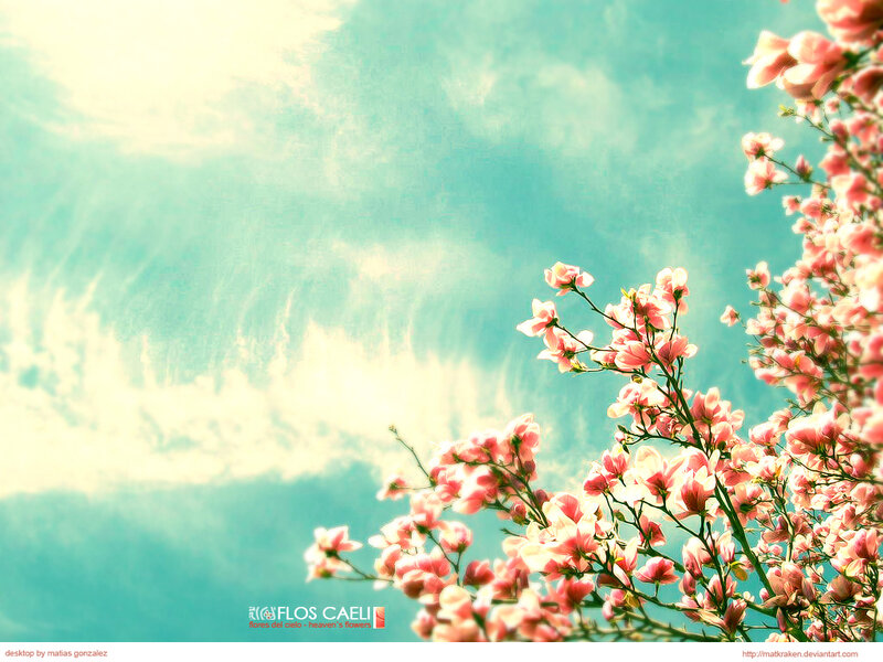Pink Magnolia Blossoms — Serene, Spring, Photograph, Sky