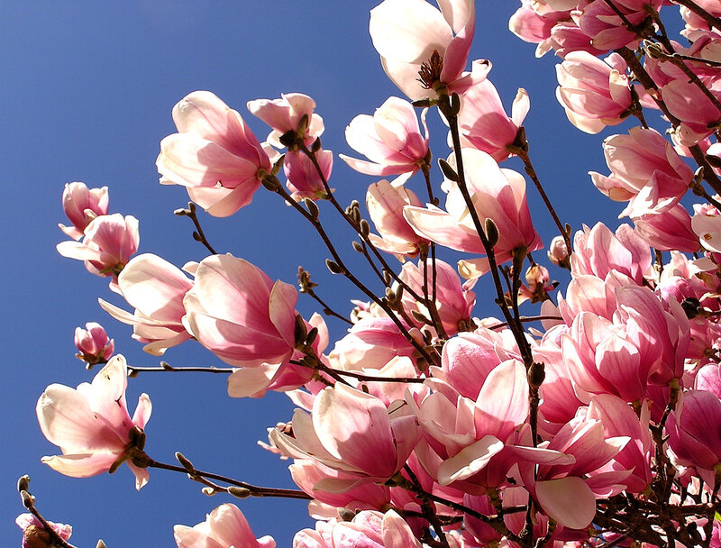 Pink Magnolia Blossoms — Serene, Spring, Photograph