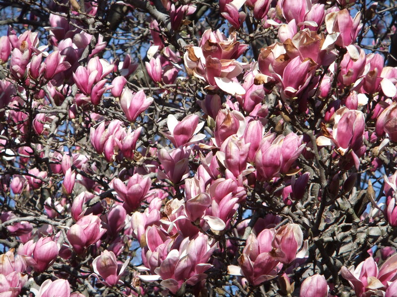 Pink Magnolia Blossoms — Serene, Spring, Photograph, Tree Branches, Sky