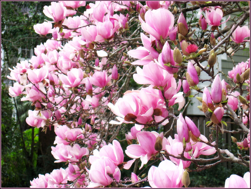 Pink Magnolia Blossoms — Serene, Spring, Photograph, Tree Branches