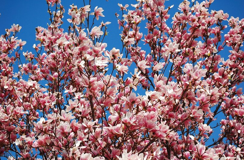 Pink Magnolia Blossoms — Serene, Spring, Photograph, Tree