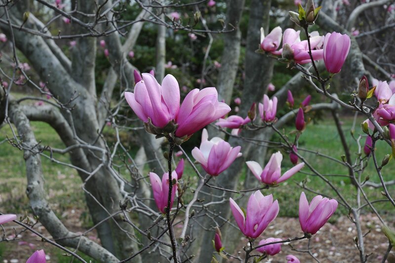 Pink Magnolia Blossoms — Serene, Spring, Photograph, Trees, Branches