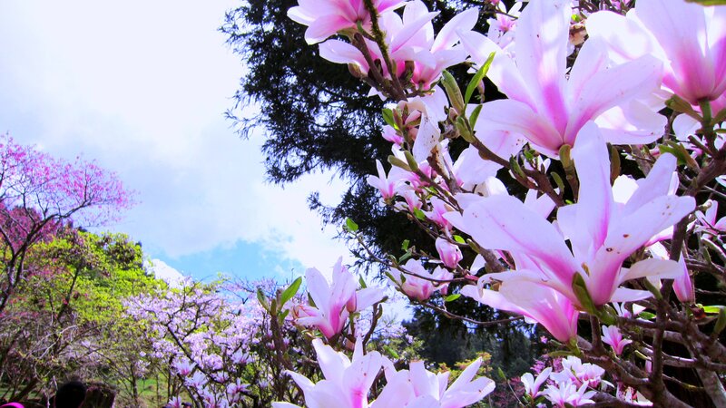Pink Magnolia Blossoms — Serene, Spring, Photograph, Trees