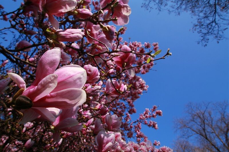 Pink Magnolia Blossoms — Serene, Spring