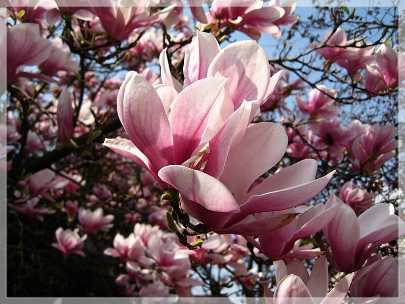 Pink Magnolia Blossoms — Serene
