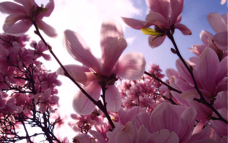 Pink Magnolia Blossoms — Spring