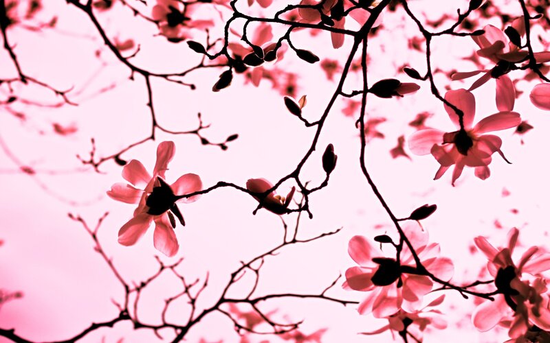 Pink magnolia blossoms