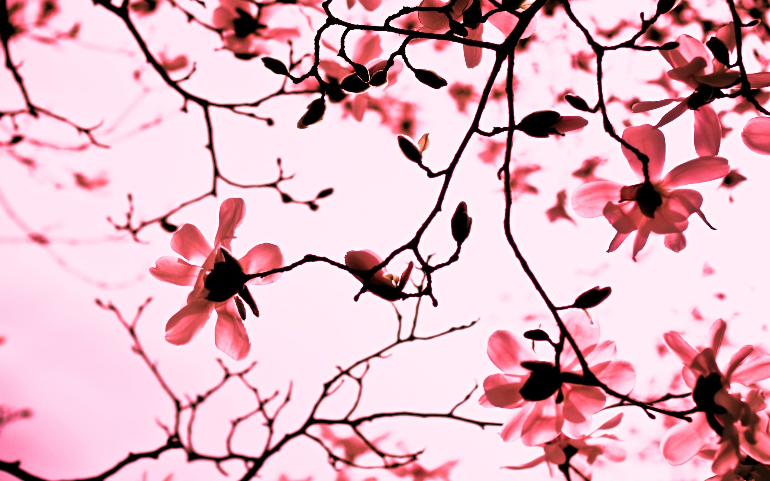 Pink magnolia blossoms