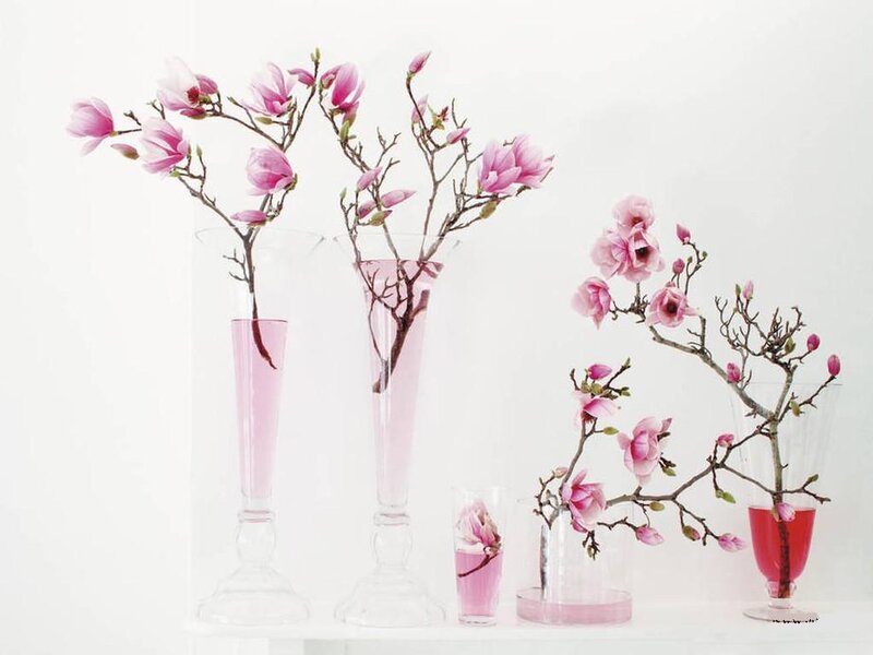 Pink Magnolia Branches