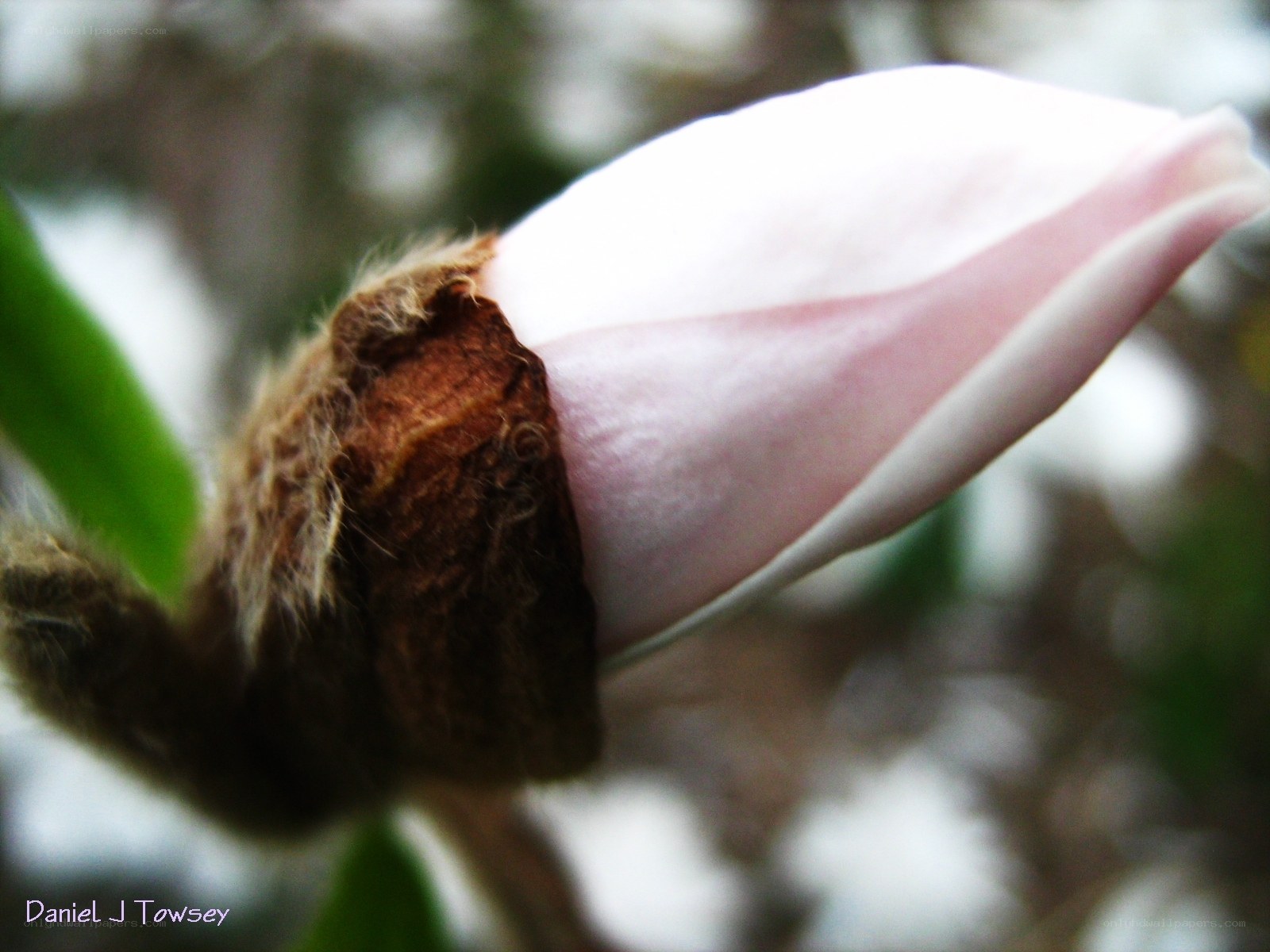 Pink magnolia bud close-up