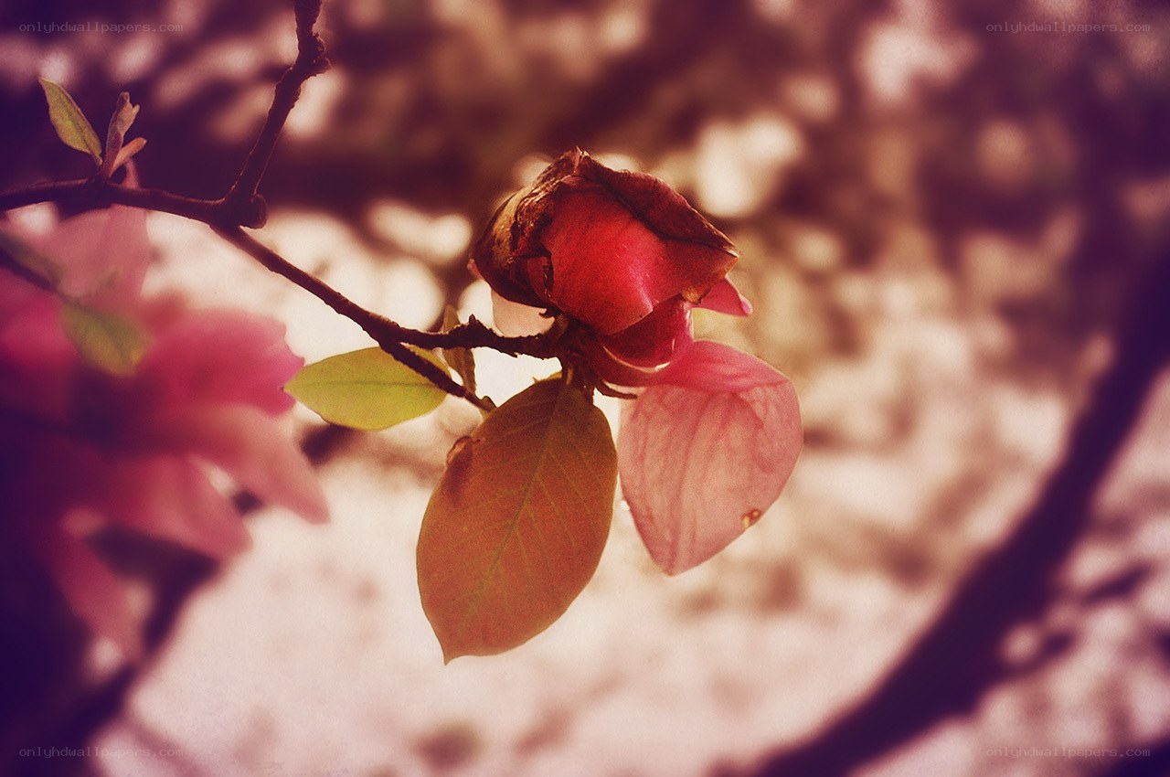 Pink magnolia bud in soft light