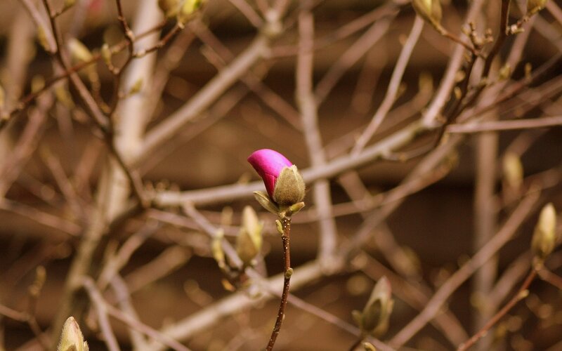 Pink magnolia bud on a branch