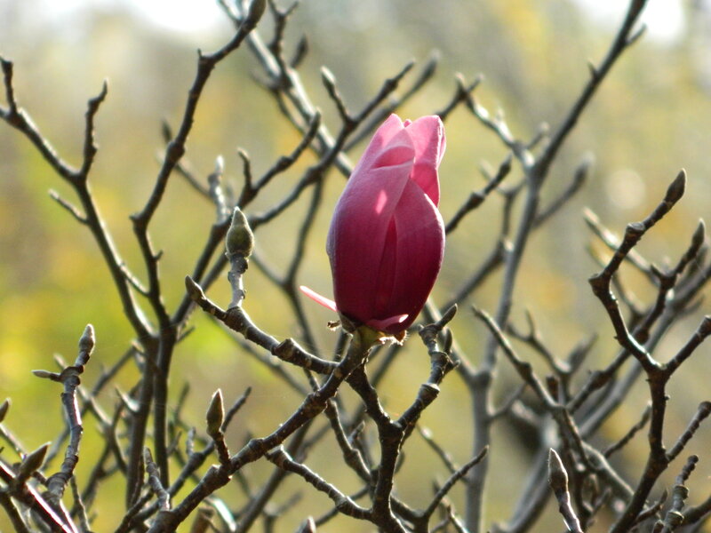 Pink Magnolia Bud