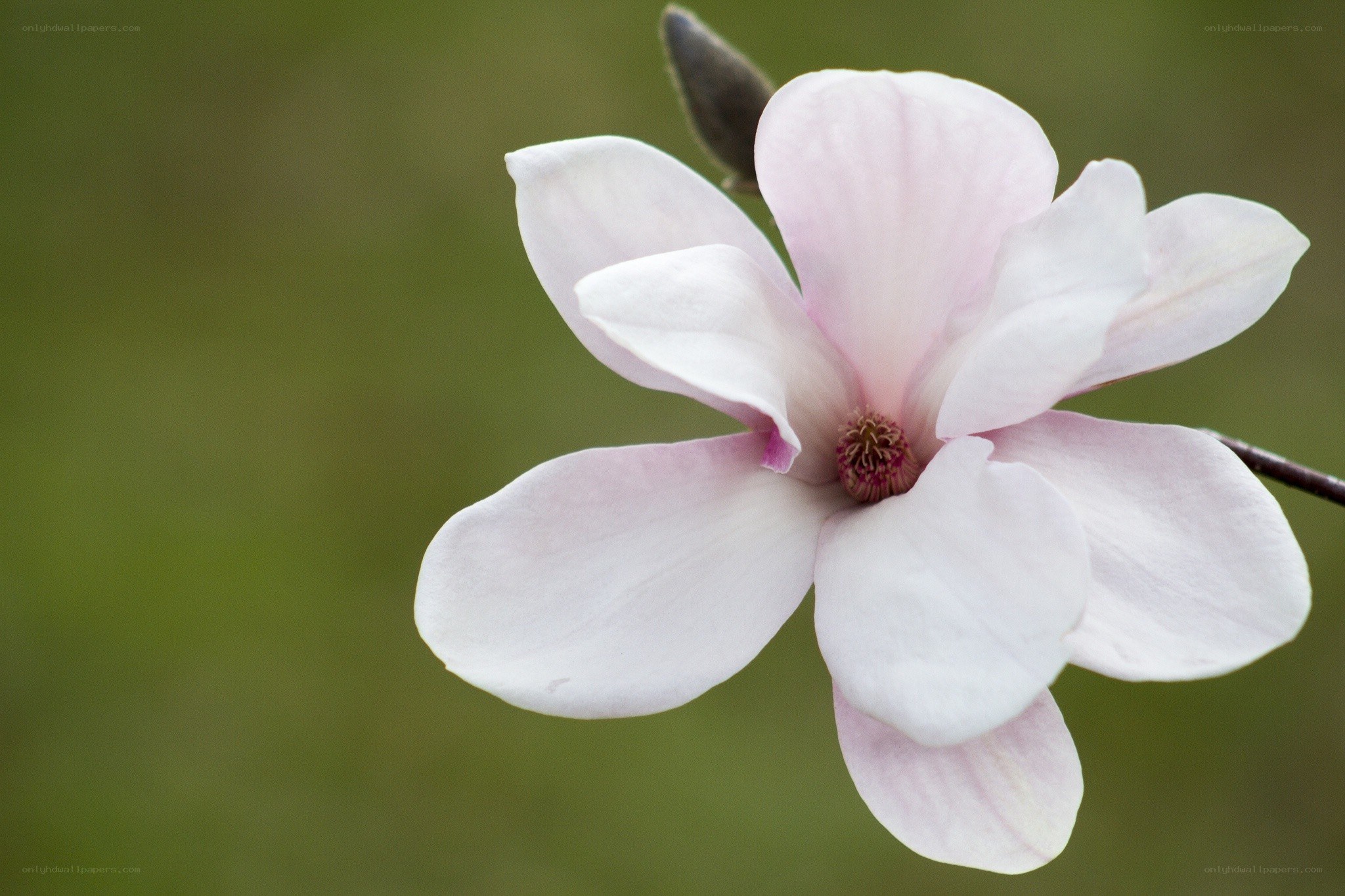 pink magnolia flower