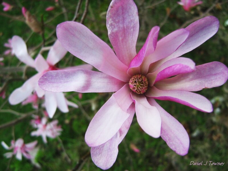 pink magnolia flower