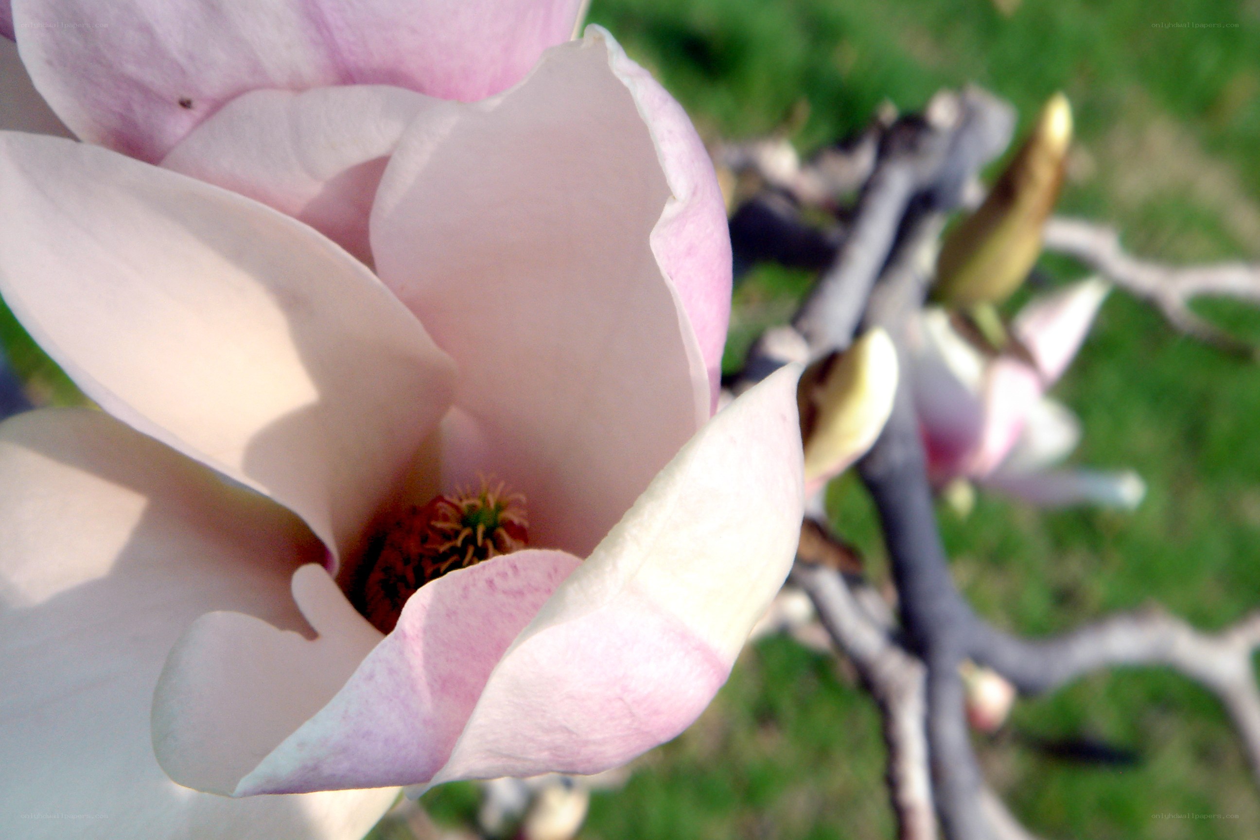 pink magnolia flower close-up