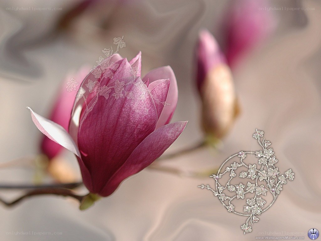Pink magnolia flower close-up