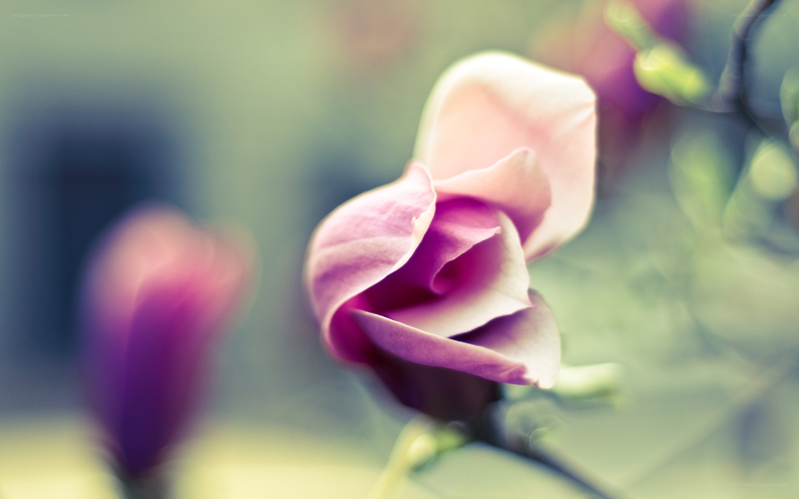 pink magnolia flower close-up
