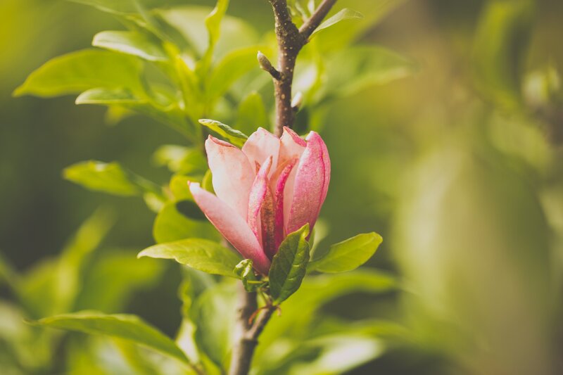 Pink Magnolia Flower — Green