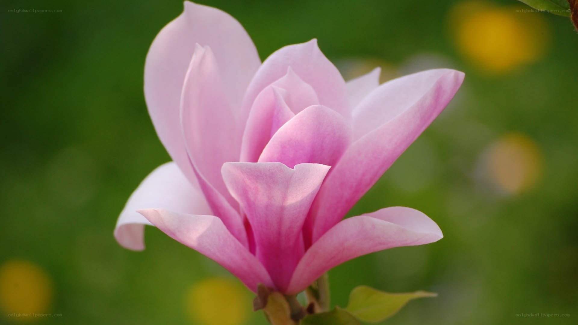 Pink magnolia flower in bloom
