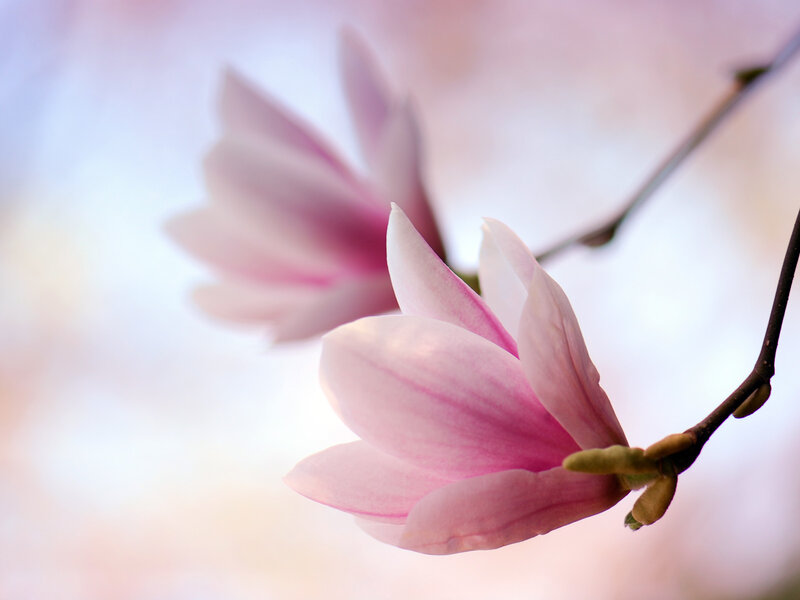 Pink magnolia flower in bloom
