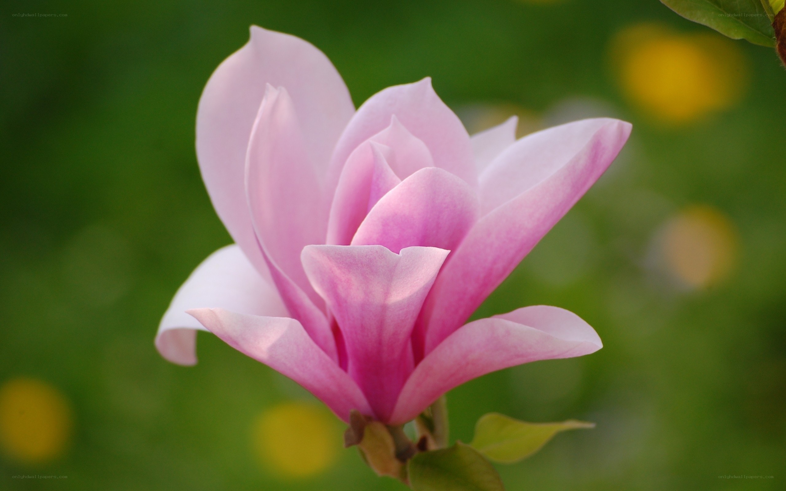 Pink magnolia flower in bloom