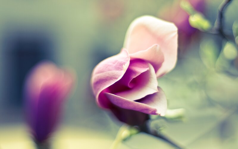 Pink Magnolia Flower — Purple, Serene, Spring, Photograph, Bud, Stem