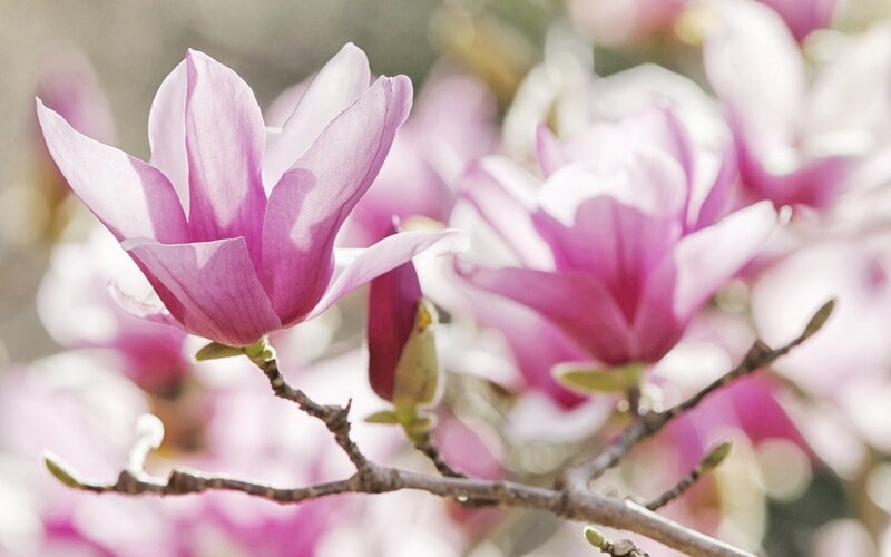 Pink Magnolia Flower — Purple, Serene, Spring