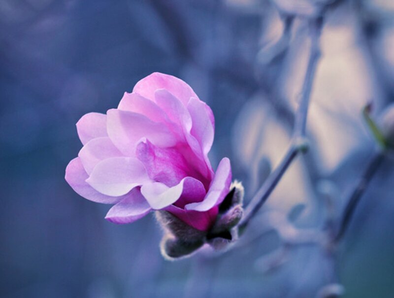 Pink Magnolia Flower — Purple, Serene