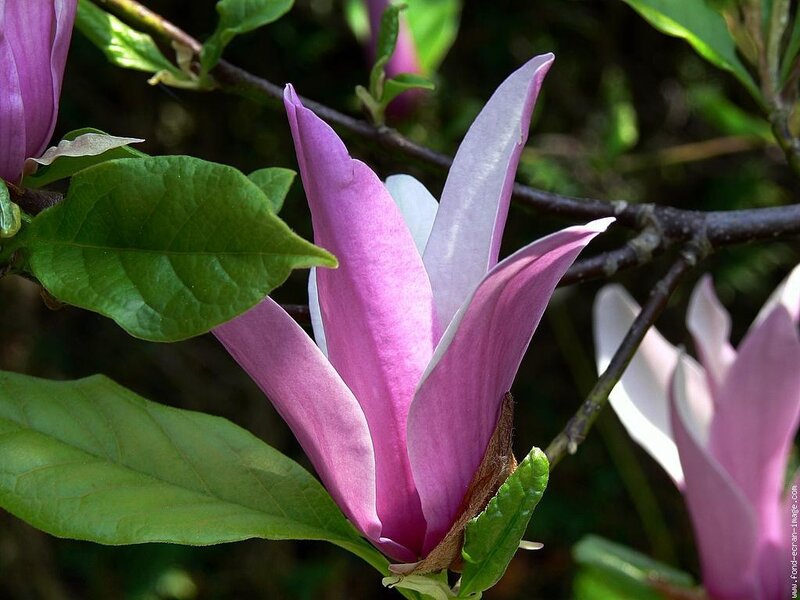 Pink Magnolia Flower — Purple